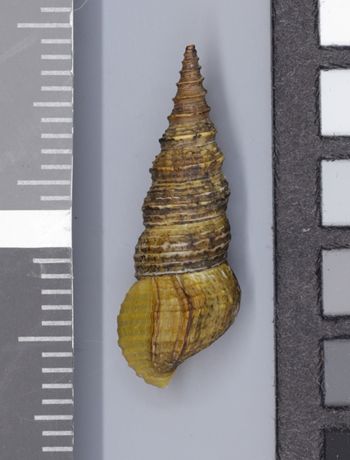 Media type: image;   Malacology 161785 Description: Image of dry shell, dorsal view. Photographed for a researcher request.;  Aspect: DOR